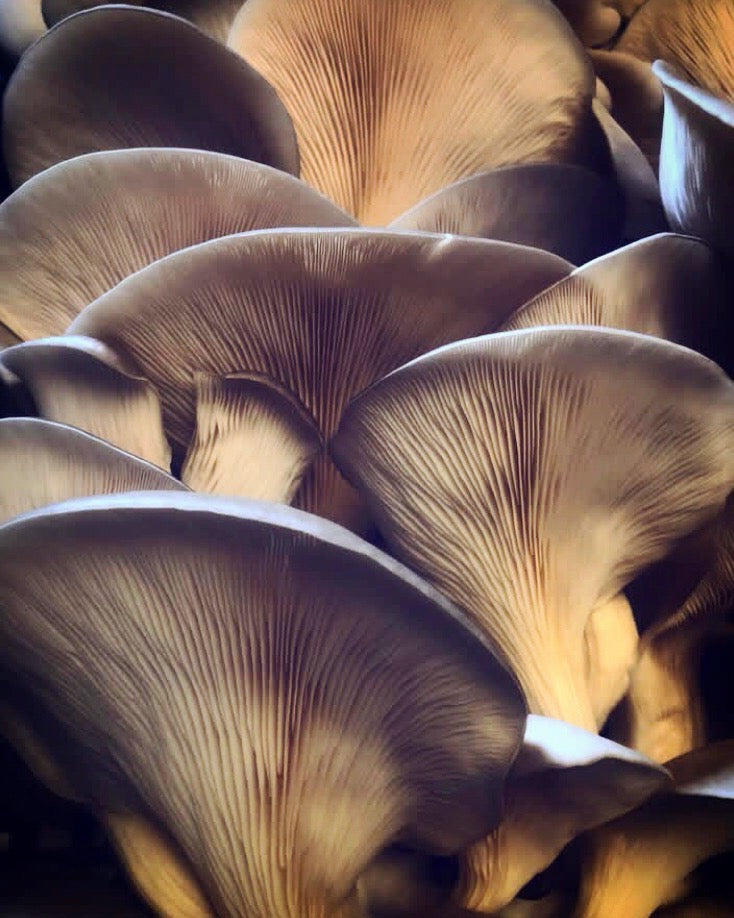 Hyphae Mixed Oyster Mushrooms