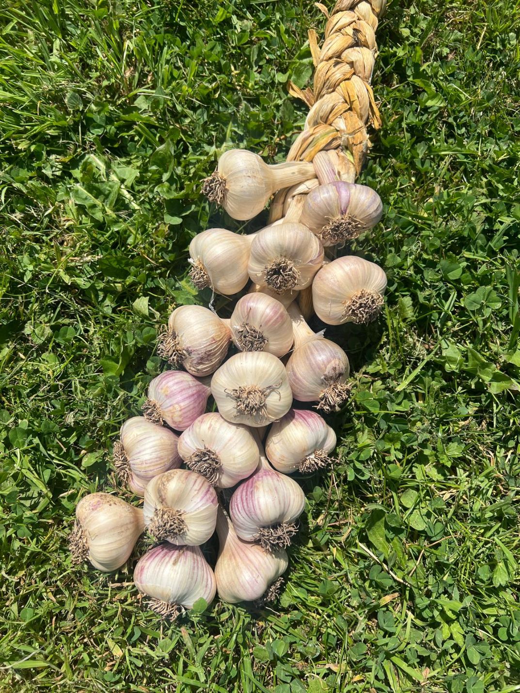 Parc-Y-Dderwen Garlic Plaits