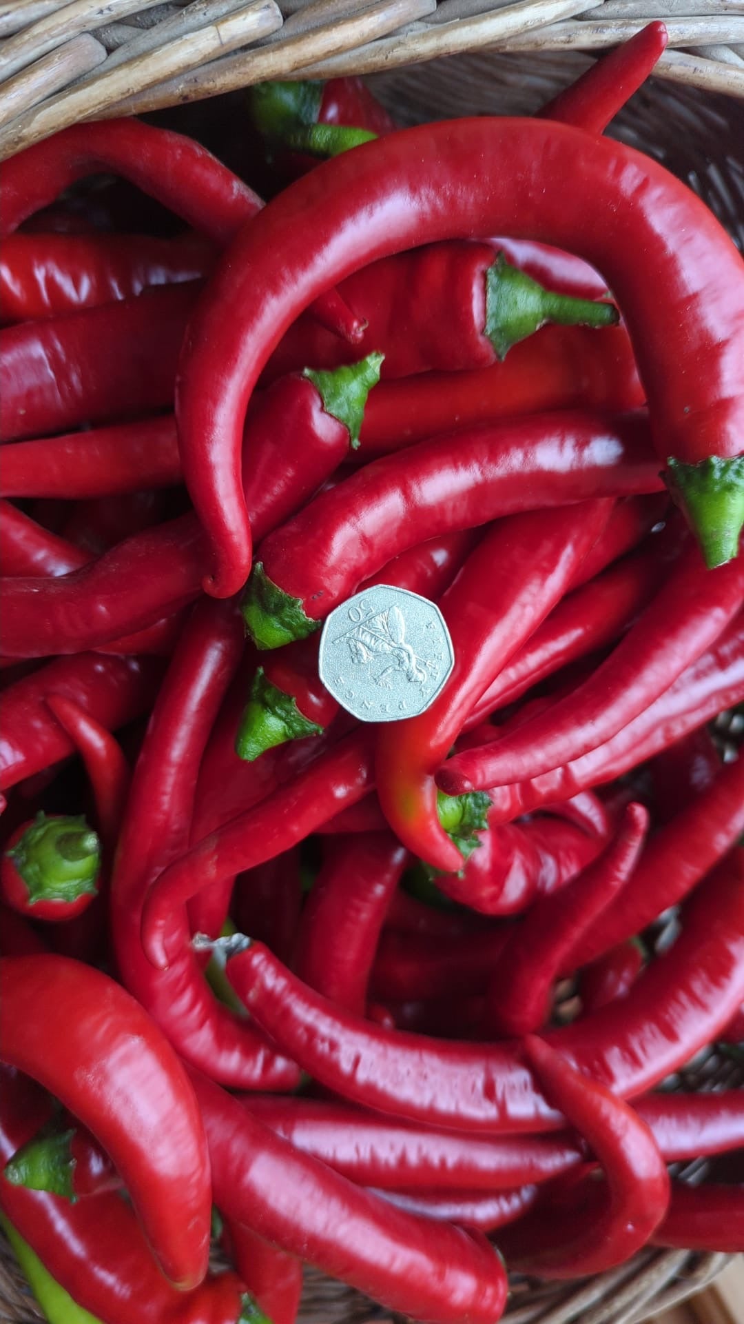 Tŷ Gwennol Trio of Chillies
